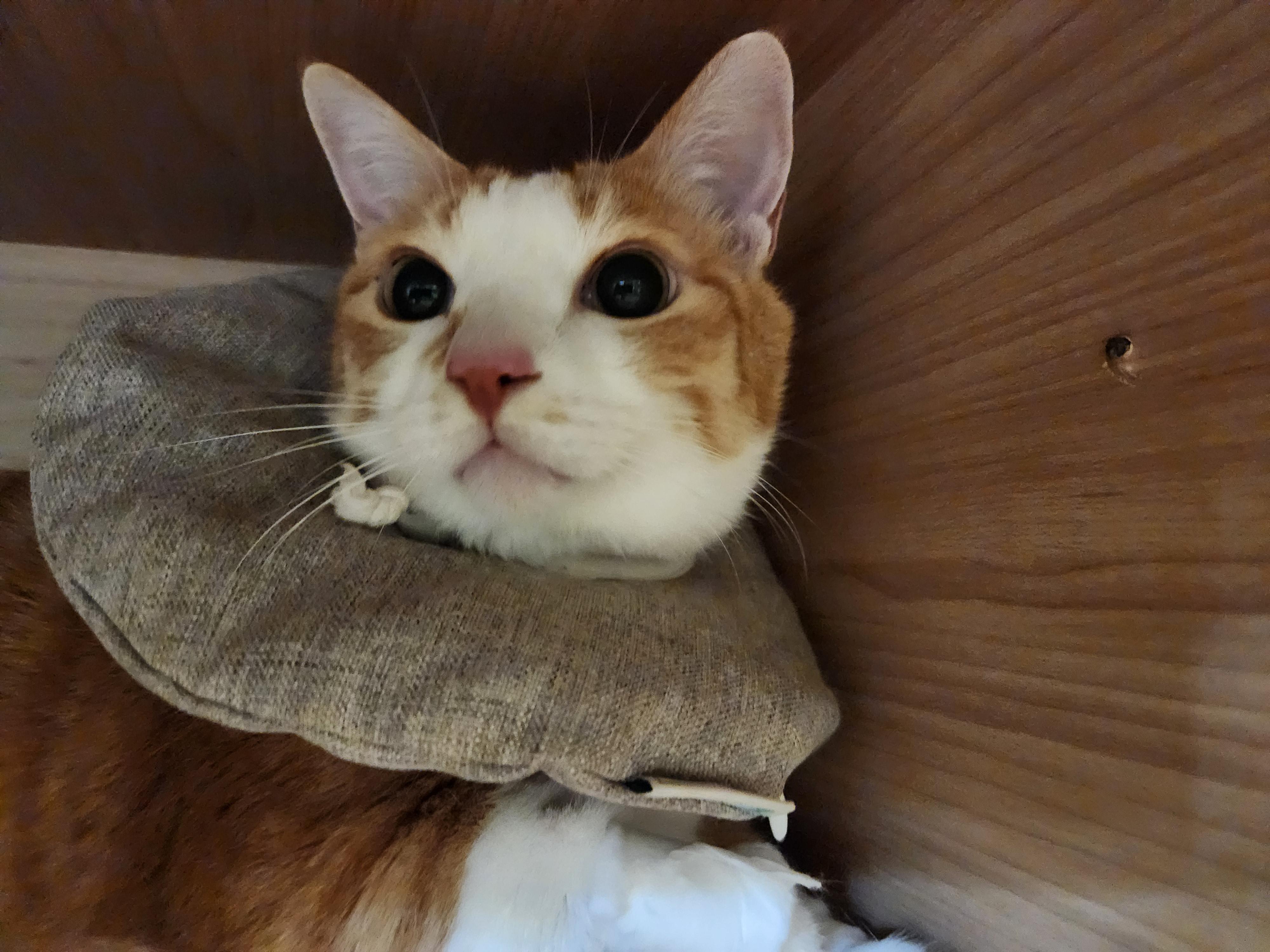 입원한_호야_고양이_담관염_췌장염_27