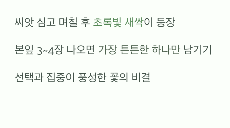 떡잎의 등장&amp;#44; 희망이 싹트는 순간