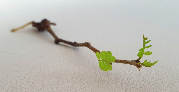 물꽂이한 마오리 소포라