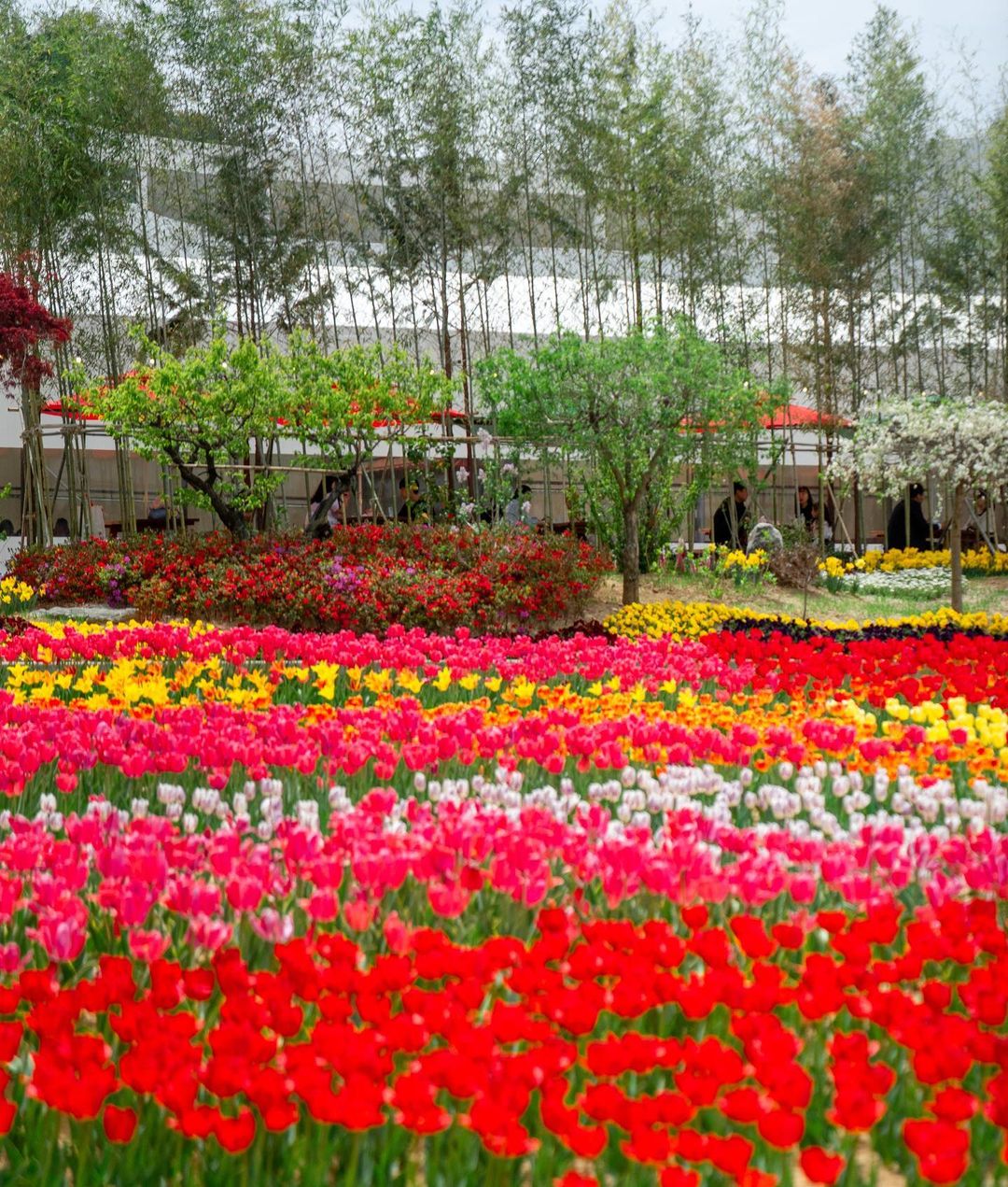 아산 피나클랜드 튤립 수목원, 천안 근교 봄나들이 명소🌷