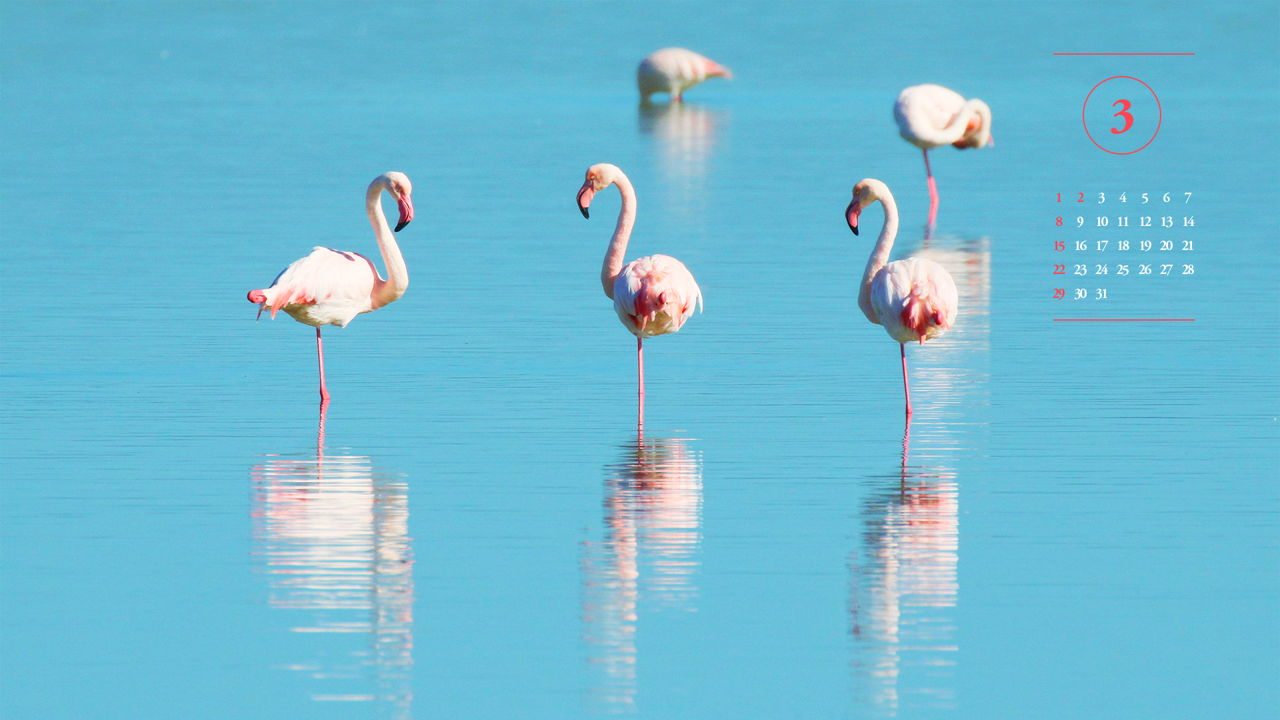 05 플라밍고 세마리 A - 2026년3월 달력배경화면