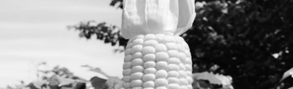 초당옥수수 삶는법