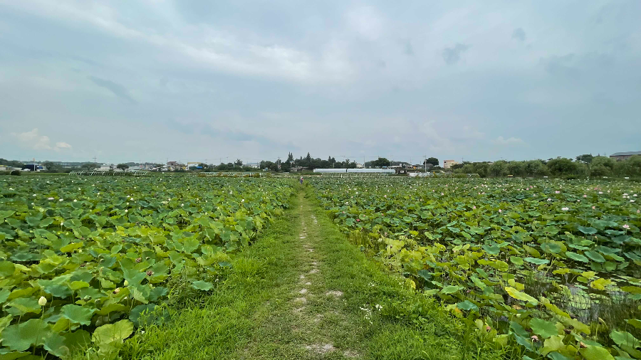 합덕제 수변공원