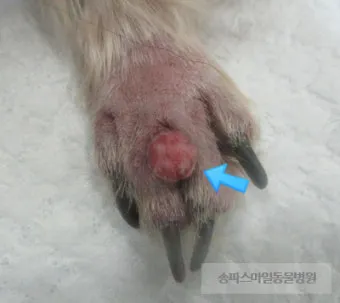 강아지 몸에 혹 악성종양 구분 세포검사 후기 사례집_15