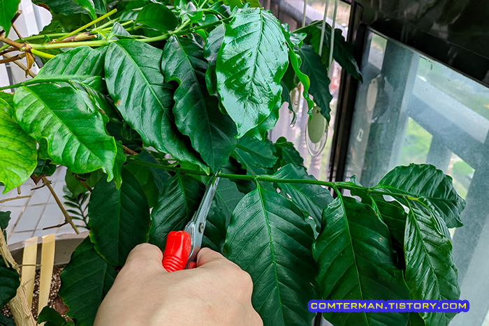 커피나무 가지치기 요령