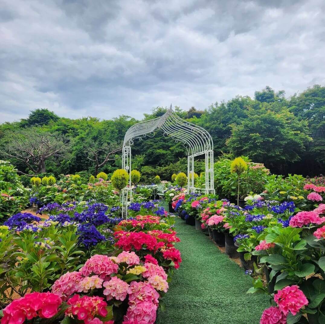 율봄식물원-토마토시즌