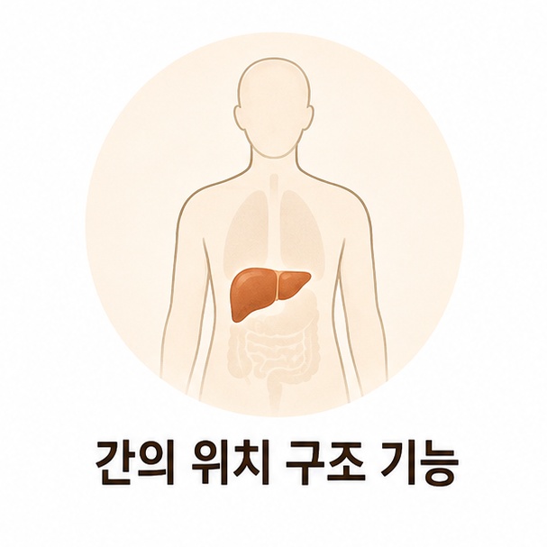 상반신 오른쪽 윗배에 표시한 간의 위치와 기본 구조
