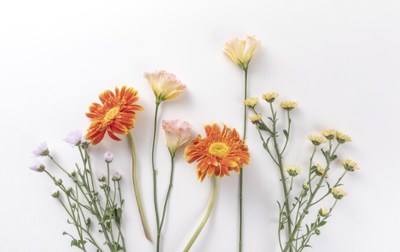 울산 봄꽃 축제 일정 &amp; 벚꽃 명소 개화시기 &amp; 교통편 팁