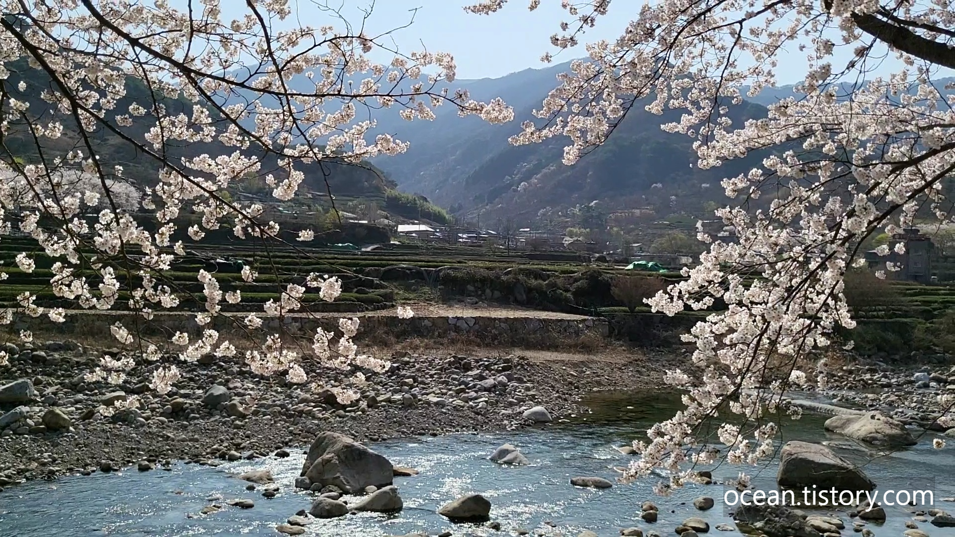 쌍계사 십리벚꽃길