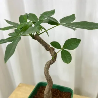 파키라 키우기 분갈이 뿌리관리 물주기간격 쉬운 관리법_8