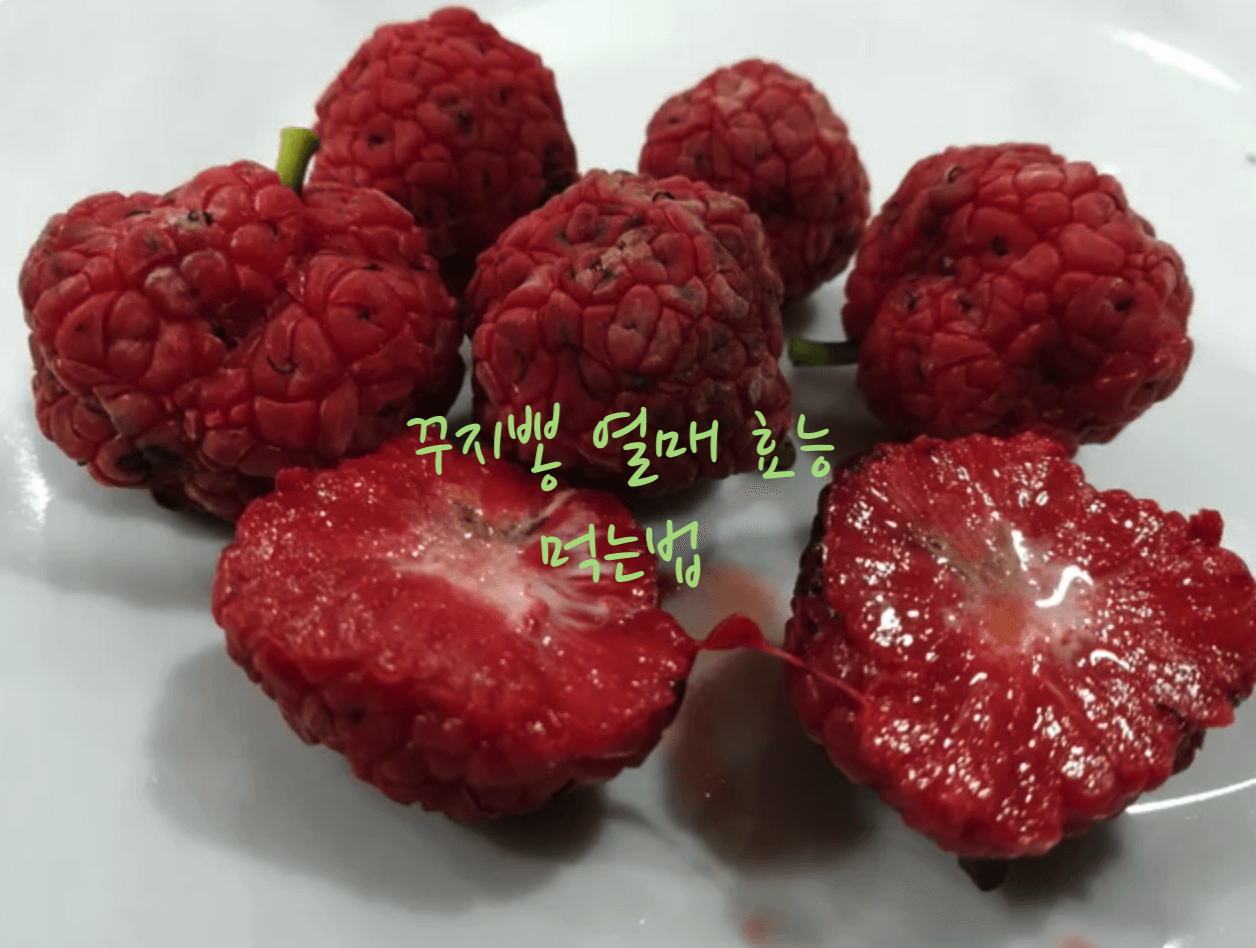 꾸지뽕 열매 효능