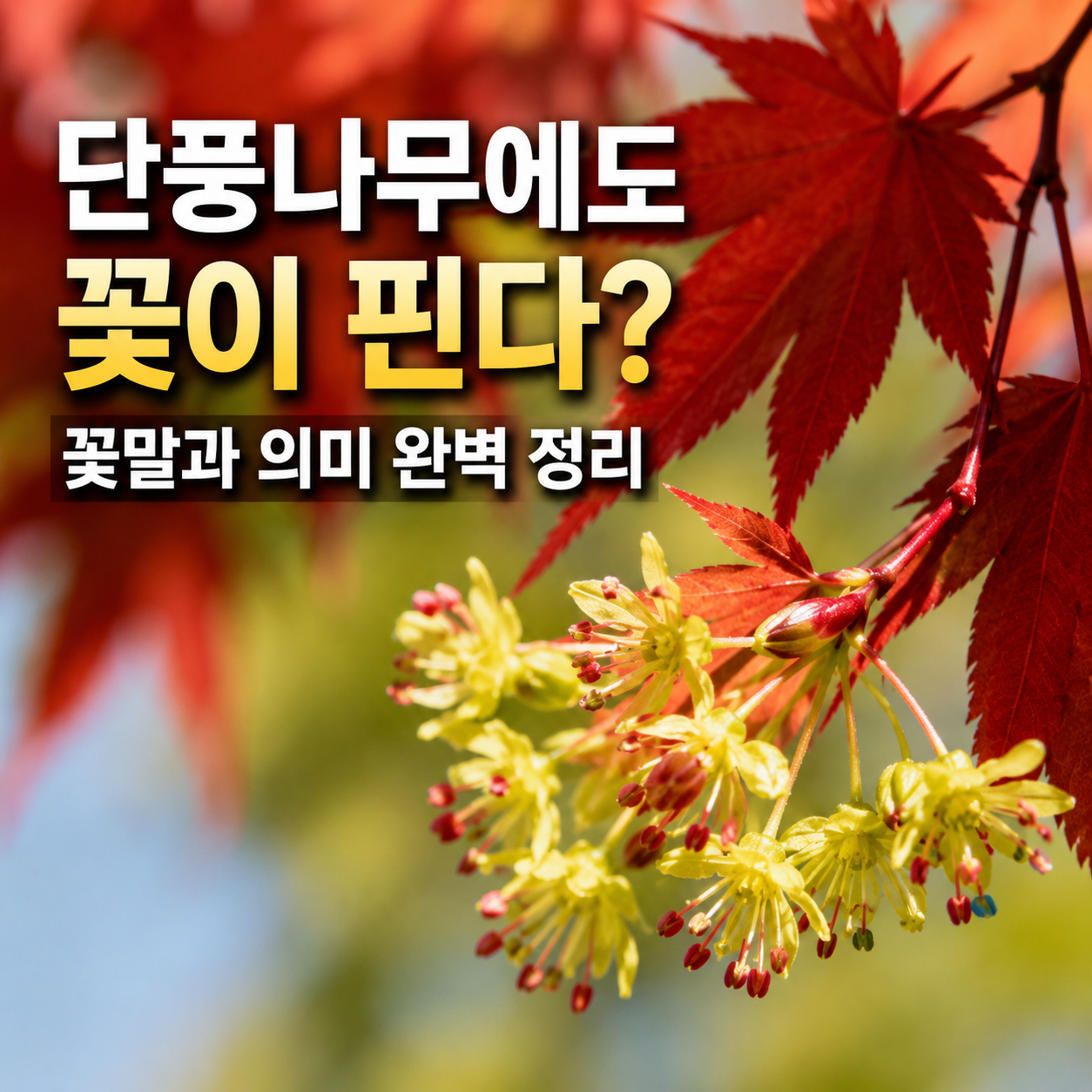 단풍나무꽃 꽃말