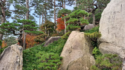 단풍명소_화담숲_소나무정원