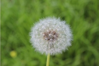 꽃가루 지수 / 꽃가루 알레르기, 어떻게 예방할까?