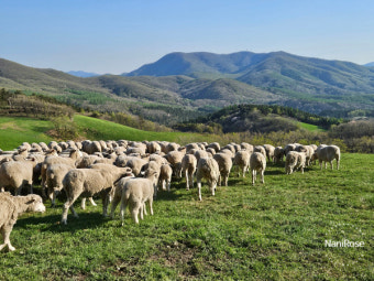 대관령 양떼목장