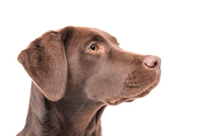 초콜릿 러브의 옆모습.