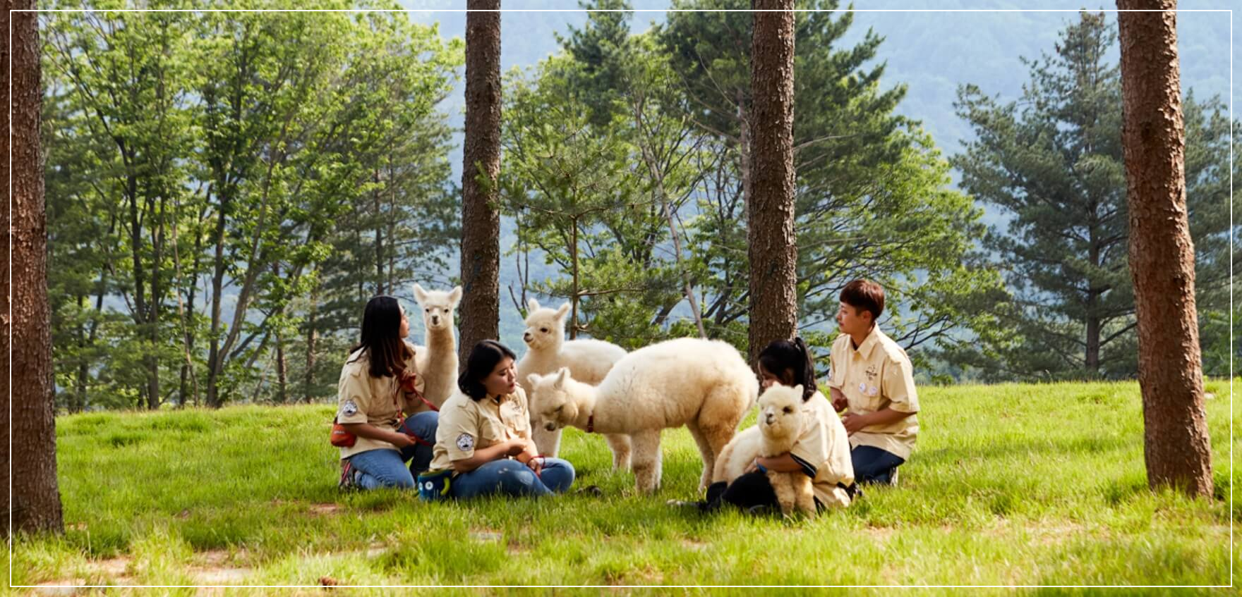 홍천 가볼만한곳 베스트10 알파카월드