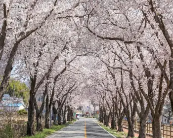 경주벚꽃축제 벚꽃 명소_3
