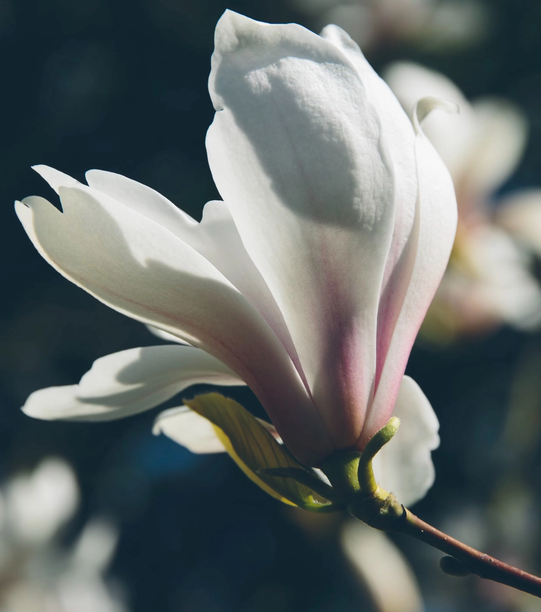 봄꽃 개화시기 2025