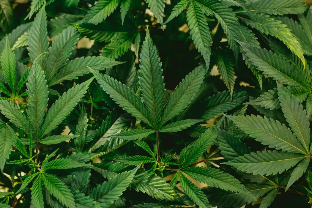 대마-사진