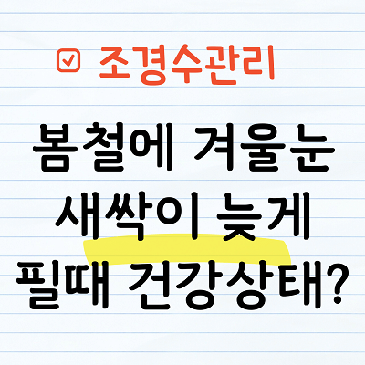 봄철에 겨울눈 늦게 필때