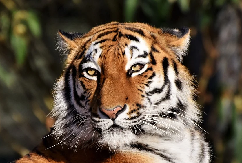 새끼호랑이 꿈해몽