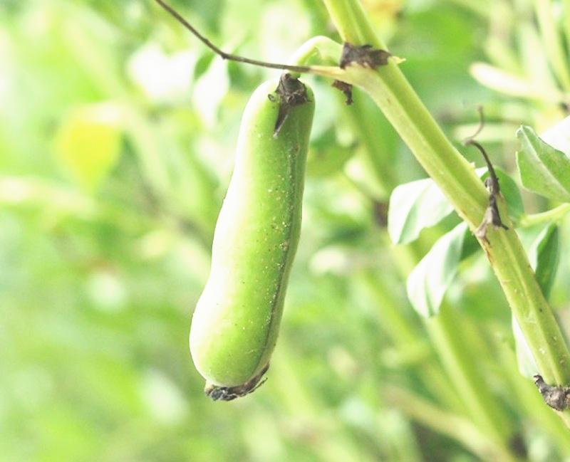 파바빈-잠두콩