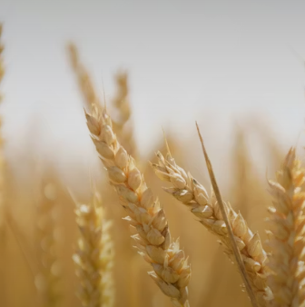 카무트 효소 부작용 분말 다이어트