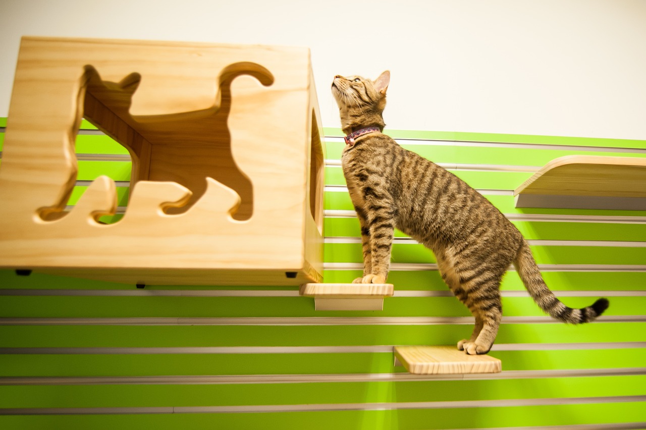 벽 선반을 밟고 올라가는 고양이