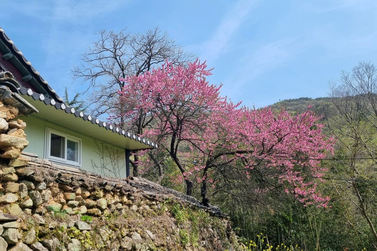 [4월 봄꽃 여행]순천 선암사❘진달래, 겹벚꽃, 홍매화, 개화시기