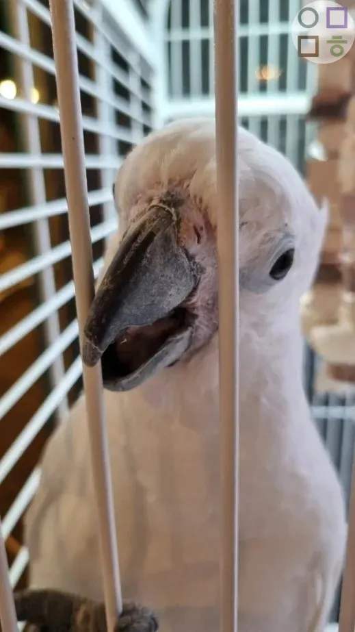 앵무새-철장-정면-모습-시끄러움