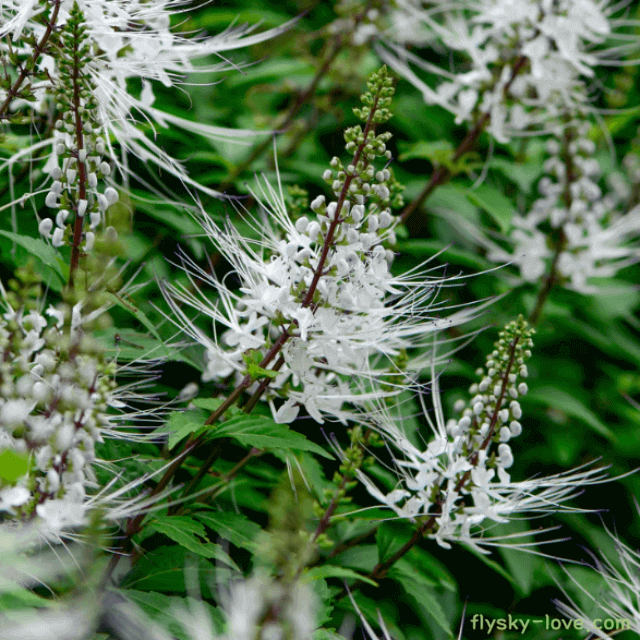 신장 건강에 좋은 자바차 묘수초
