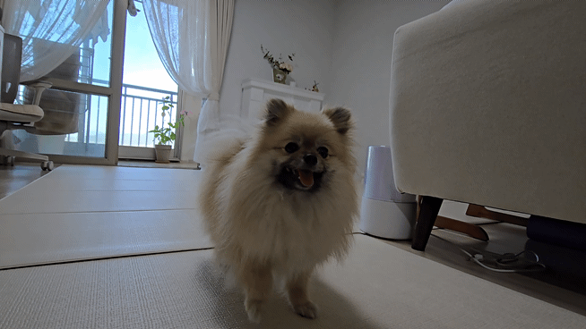 공놀이 중 강아지 기다려 훈련