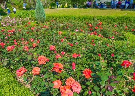 서울대공원 장미축제