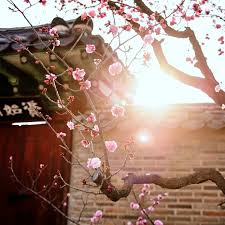 2025 광양 매화축제 완벽 가이드 &amp;#124; 일정&amp;#44; 주차&amp;#44; 맛집 총정리!