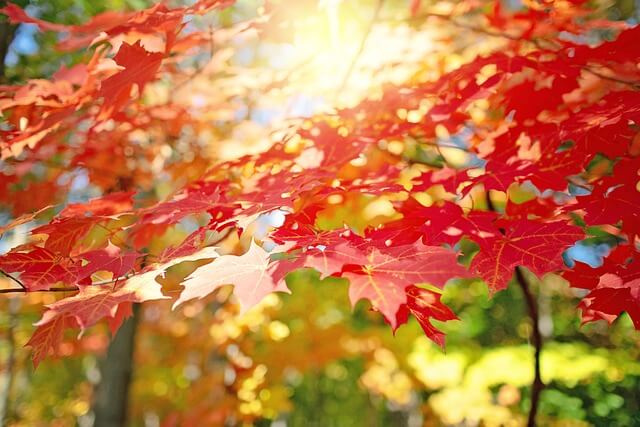 1박 2일 단풍 여행 BEST 5 -설악산,오대산, 불국사, 남이섬, 내장산