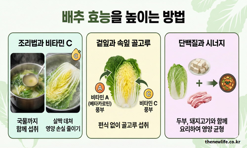 리법에 따른 비타민C 보존, 겉잎과 속잎의 영양 차이, 단백질 식품과의 궁합 등 배추 효능을 높이는 3가지 방법을 설명한 일러스트 이미지