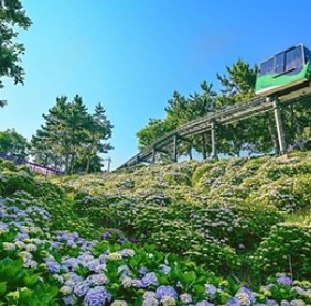 장생포수국축제포토존