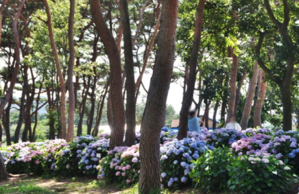 충청권 수국 명소 추천 7곳, 지금 안 가면 손해! 여름 꽃 여행지