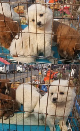 김포 5일장 날짜와 주차정보 먹거리를 안내_19