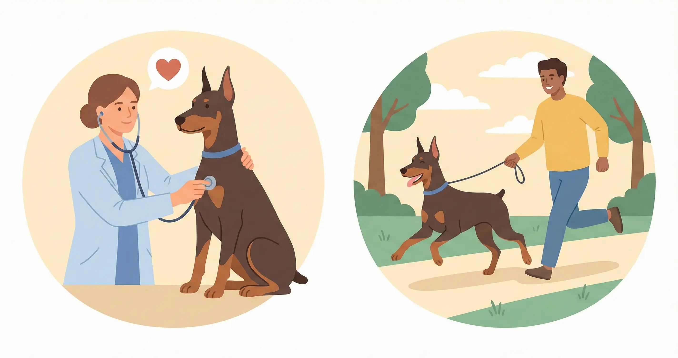 수의사에게 청진 검사를 받는 도베르만 또는 활기차게 뛰는 모습