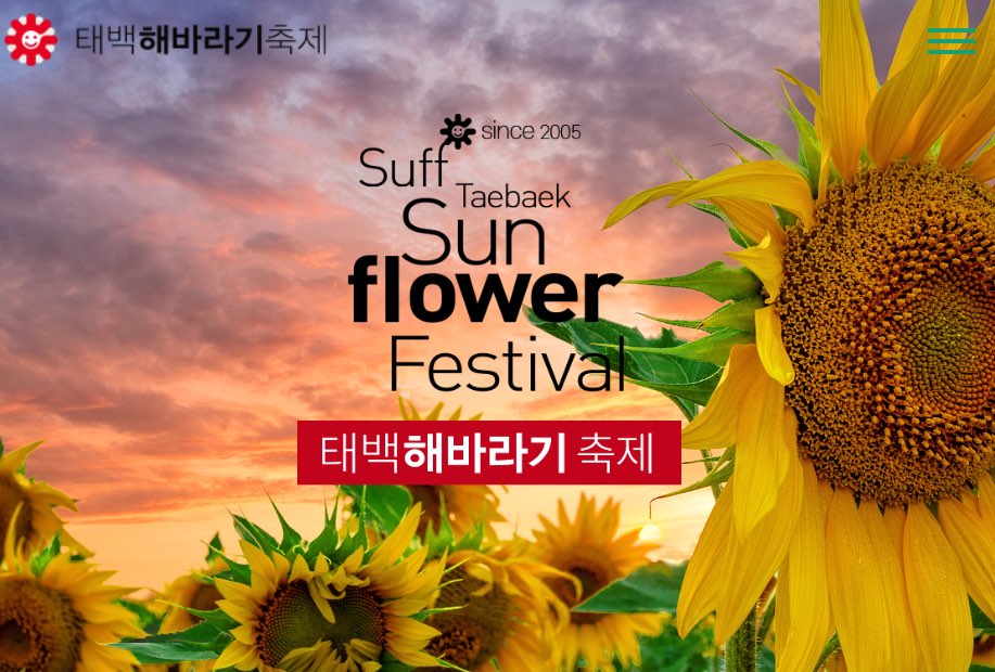 태백 해바라기축제