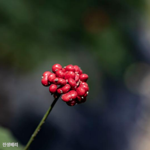 진생베리