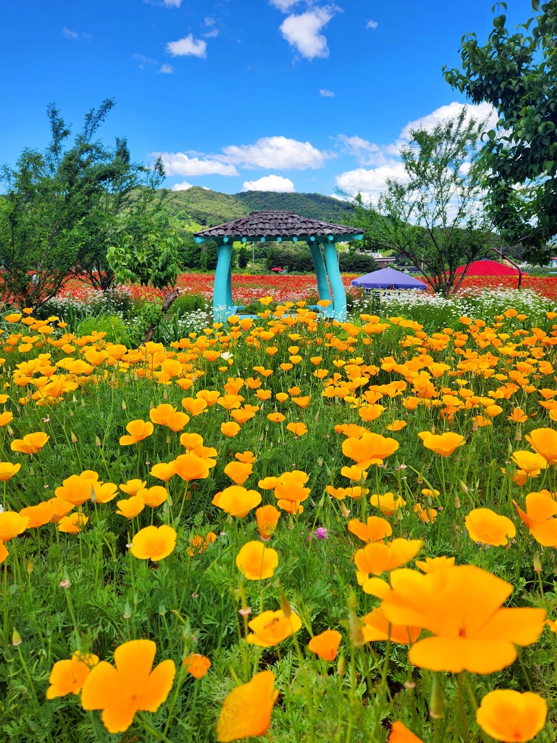 용수골꽃양귀비축제 기본정보