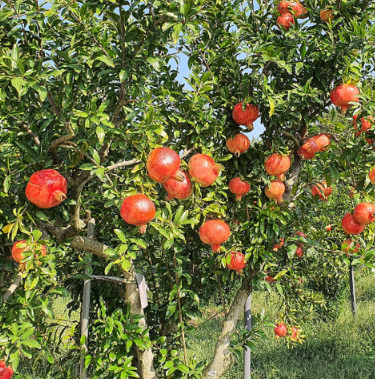 고흥석류파칸농장