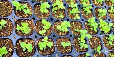 도라지 파종시기