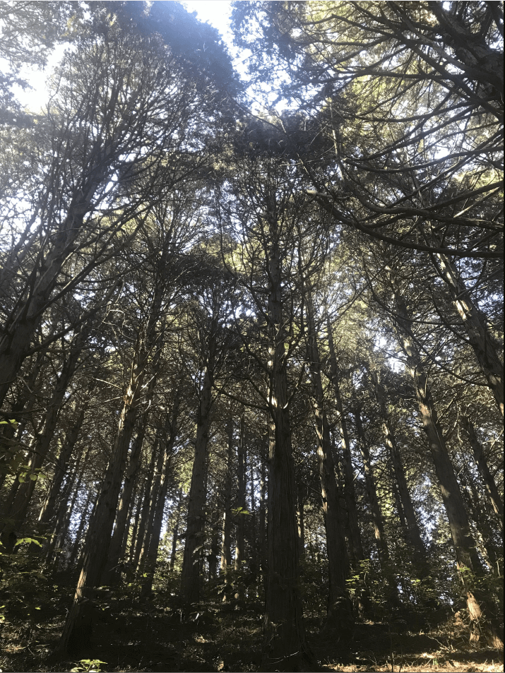 고흥 봉래산 편백숲 사진