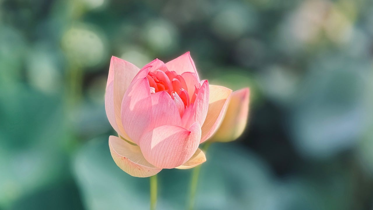 피어나는 꽃망울 관련 사진