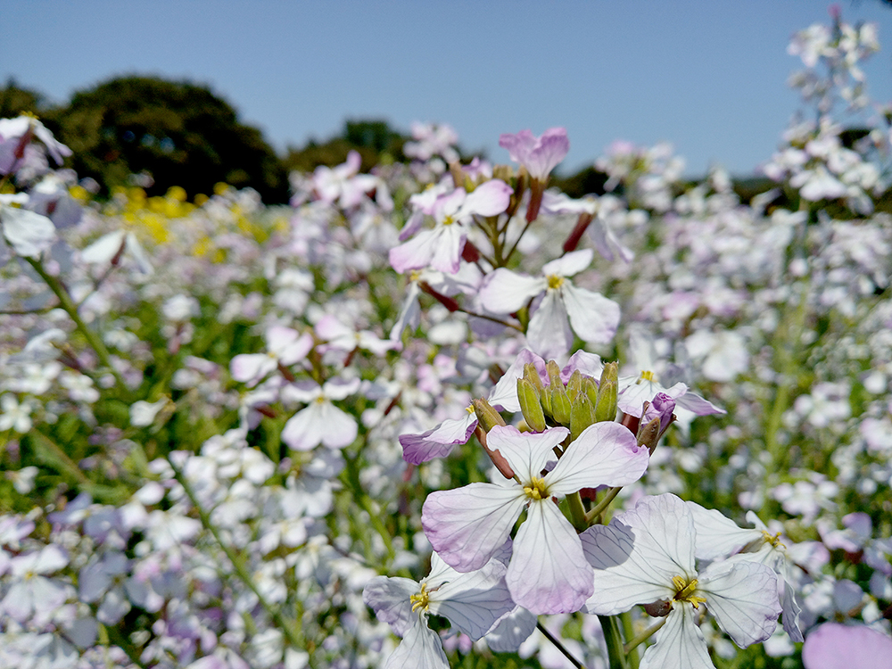 올레길 2코스: 광치기해변에서 온평포구까지