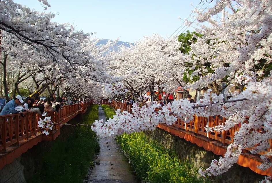 진해군항제 벚꽃